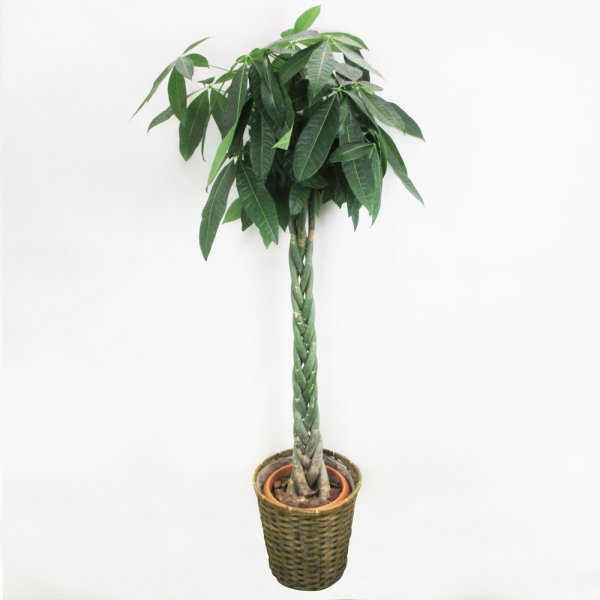 祝花/鉢植え】観葉植物 - パキラ 10号 – karendo online shop
