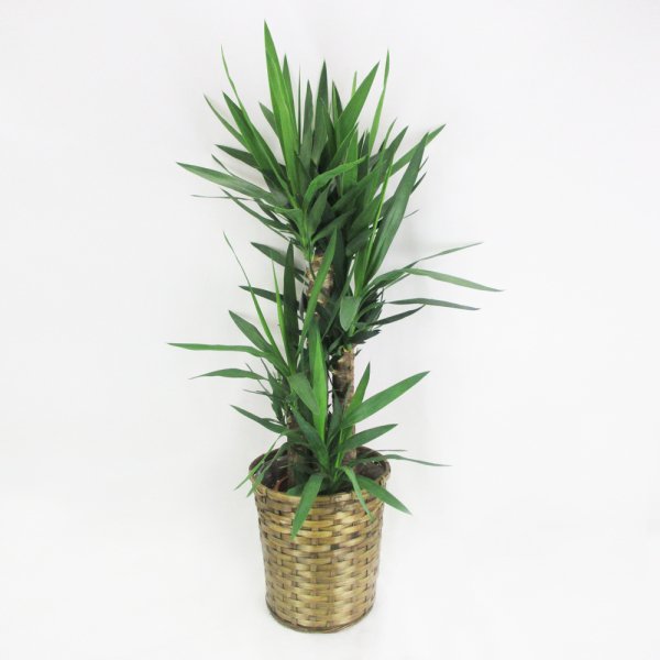 祝花/鉢植え】観葉植物 - ユッカ 8号 – karendo online shop