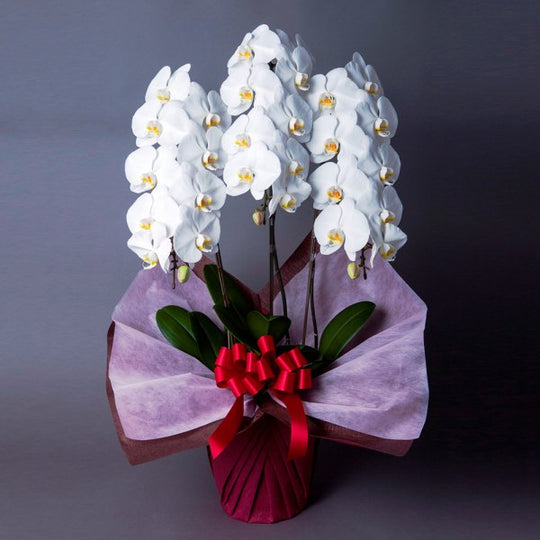 【祝花】胡蝶蘭3本立（30輪前後）