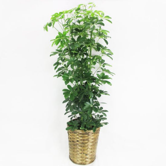 【祝花/鉢植え】観葉植物 - カポック 8号