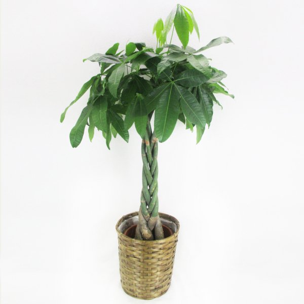 鉢物 – karendo online shop